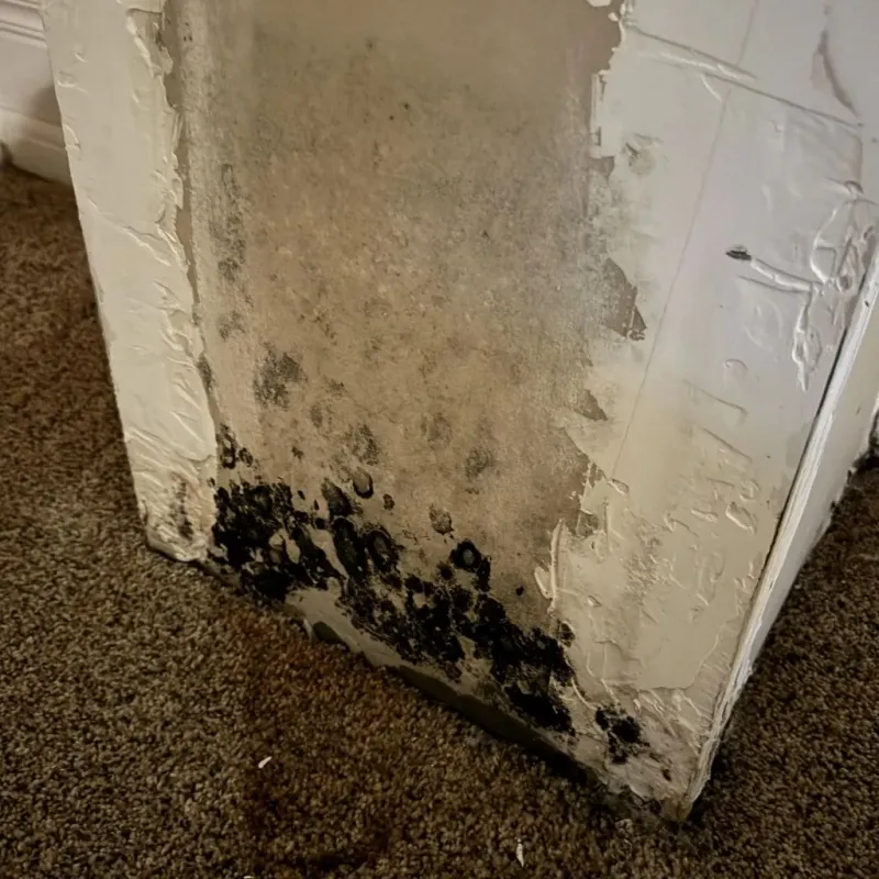 Professional Mold Removal in Spring Arbor, MI